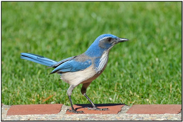 burung jay Burung jay