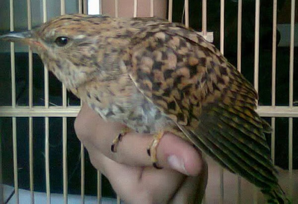 burung-kedasih Burung Kedasih