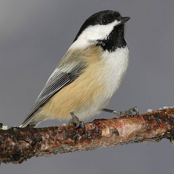 Black Capped Chickadee | Poecile atricapillus