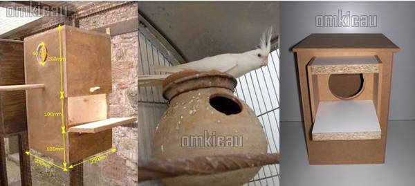 Kotak sarang burung cockatiel / palek