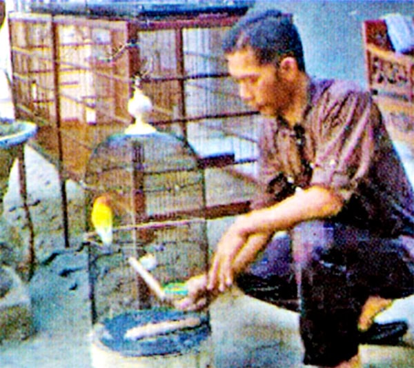Lovebird Dewa Erlang