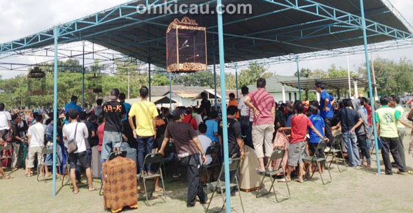 penyakit lama kelas kacer
