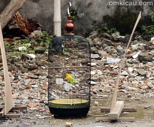 Penjemuran lovebird Barong