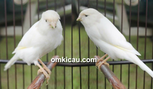 Kenari Mr Snow White