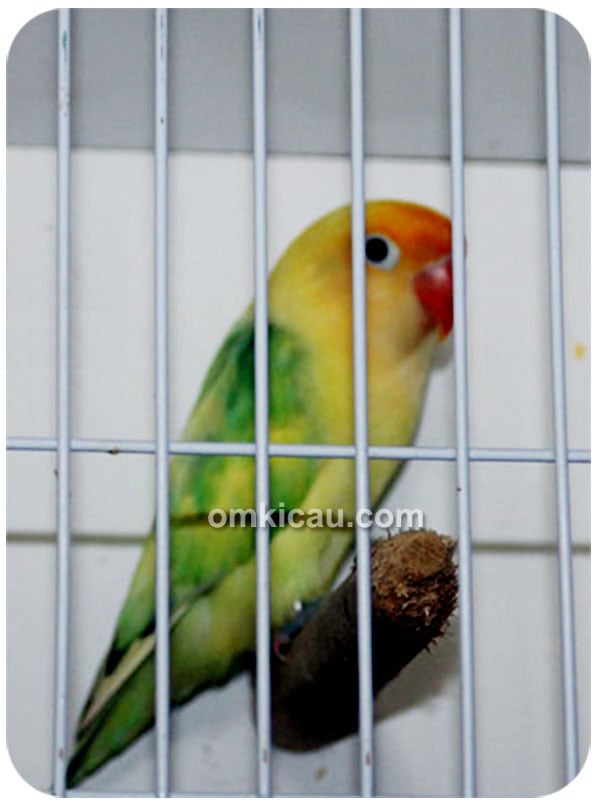 Lovebird warna dompied aqua parblue