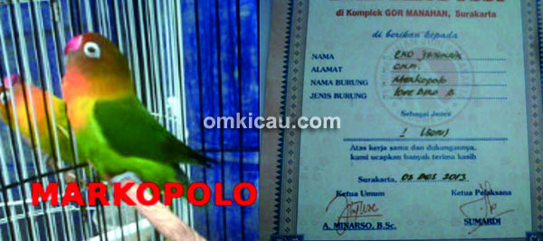Lovebird Marcopolo