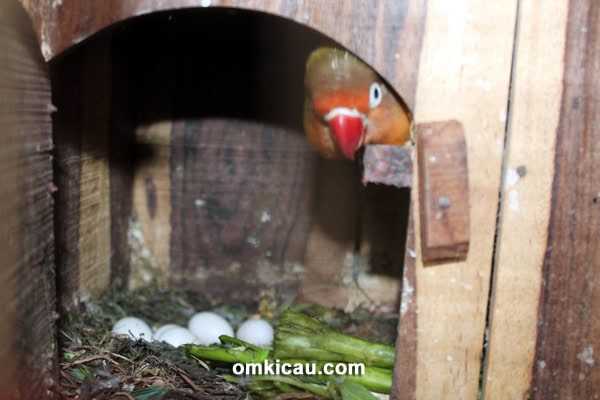 Breeding lovebird Black Pegasus BF Bekasi