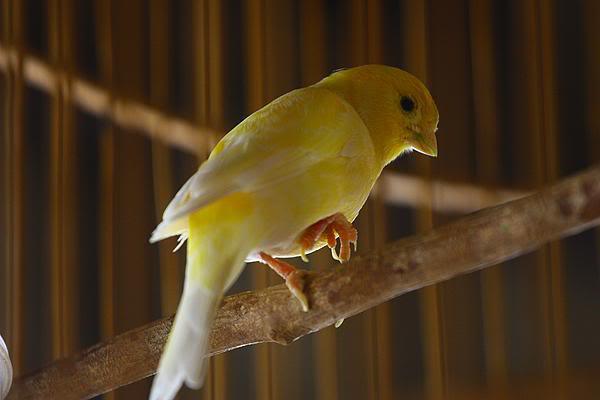 Urat kaki burung menonjol