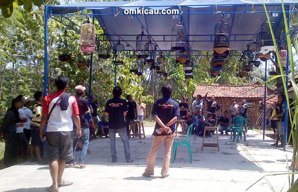 Suasana Latber BBC di kelas lovebird