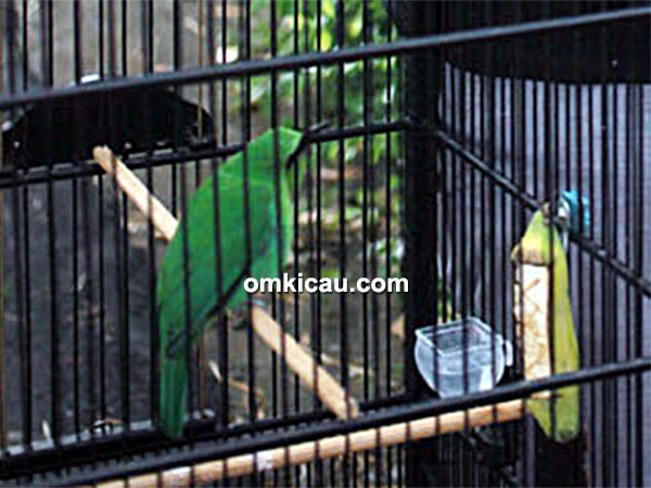 Cucak hijau New Rimba
