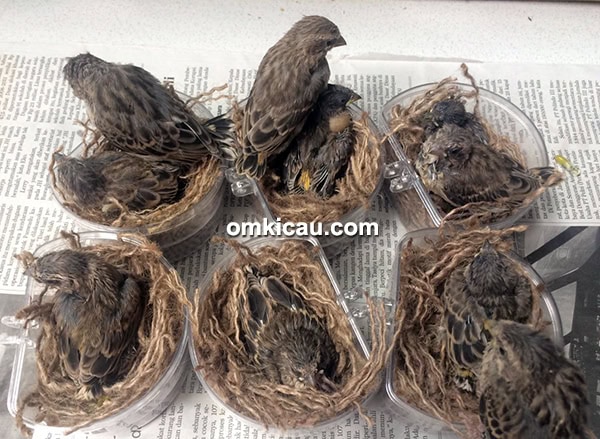 Breeding burung finch Trisakti BF
