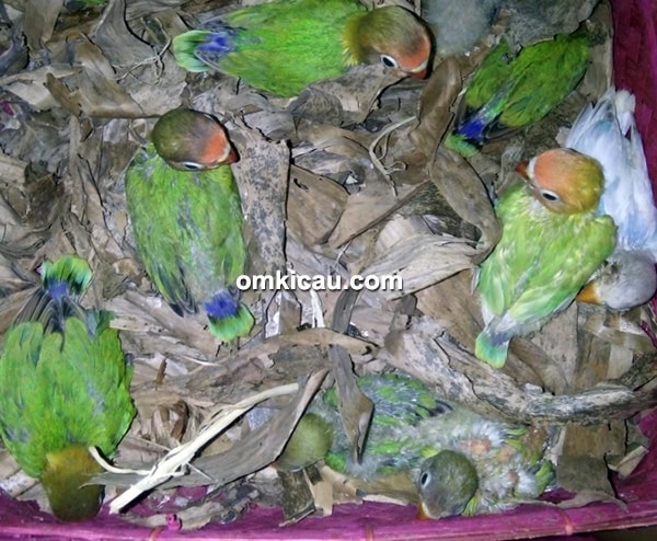 Breeding lovebird trah juara