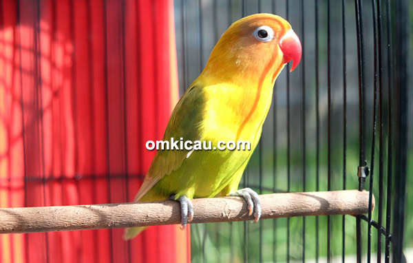 Lovebird Kilimanjaro