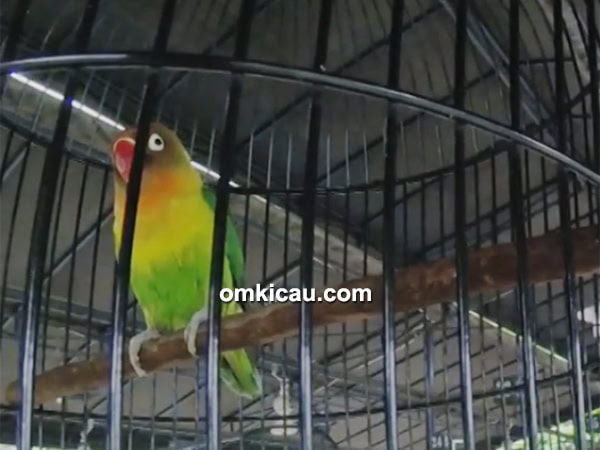 Lovebird Arnold