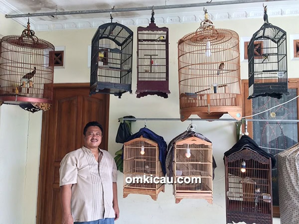 Penangkaran murai batu Aster BF Jogja