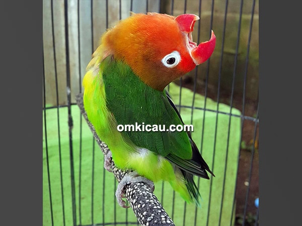 Lovebird Napoleon