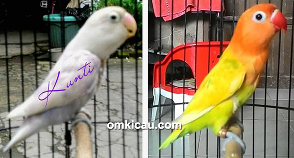 Lovebird Kunti dan Crystal milik Om Arief ASBF