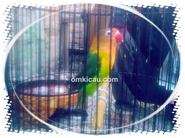 Lovebird Rio milik Om Nico