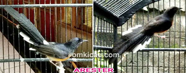 Murai batu Arrester