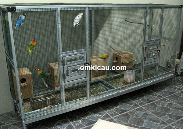 Breeding lovebird BHS BF Surabaya