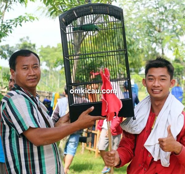 Cucak hijau Semar orbitan Om Supriyadi (SAM BC)