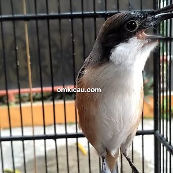 Cara Merawat Burung Cendet New Port Milik Om Felix Purnomo Om Kicau