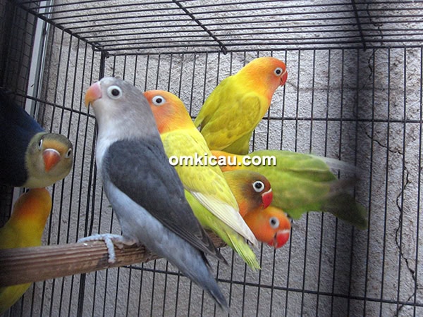 breeding lovebird trah kekean