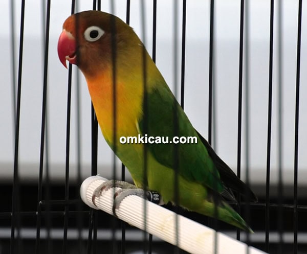 lovebird Haruka