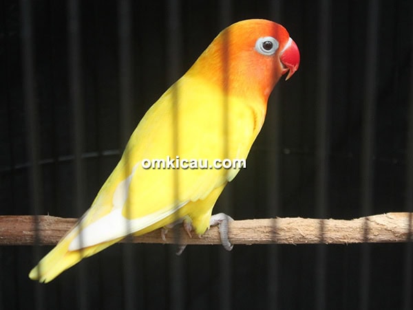 lovebird Mey Mey