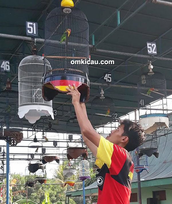 Lovebird Slebor