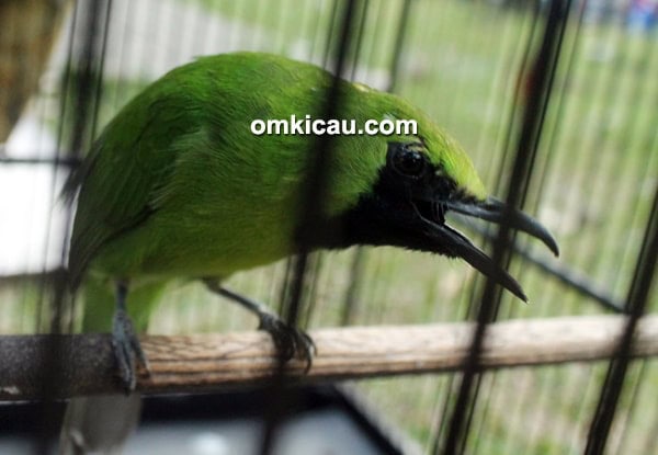 Cucak ijo Green Star