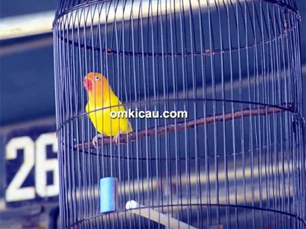 Lovebird Awe We