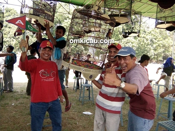 Murai batu New BBB Murai batu New BBB