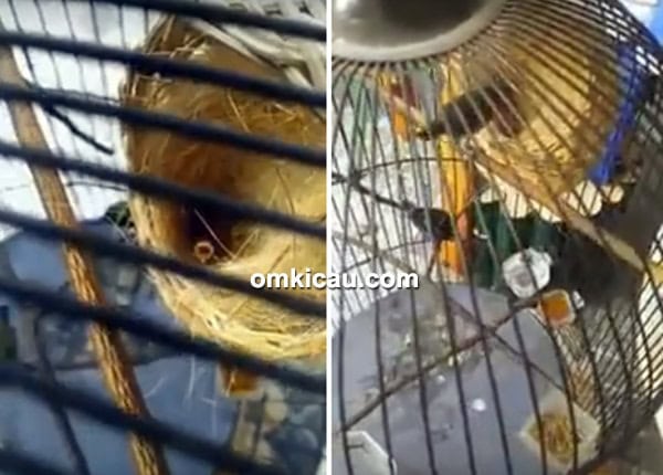 cara ternak burung-madu