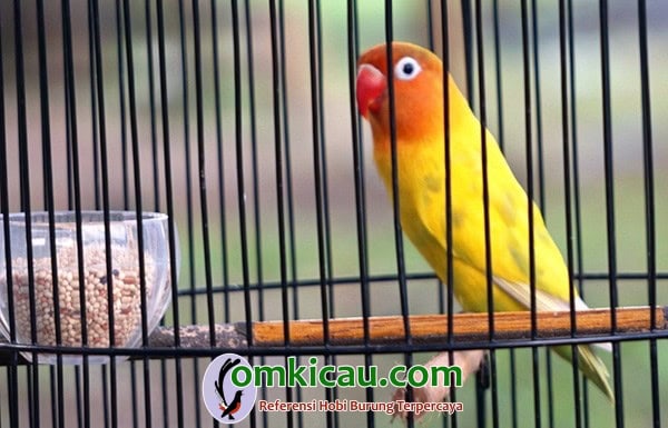 Lovebird Letty