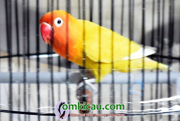 Lovebird Susan