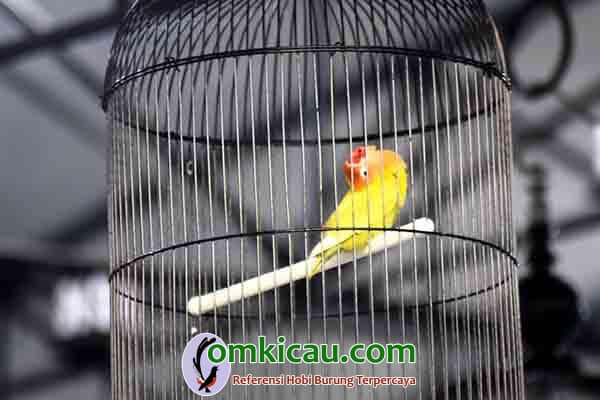 lovebird Cepot