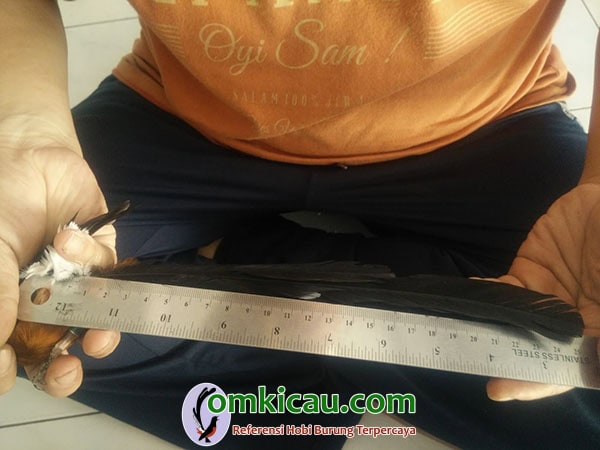 breeding murai batu