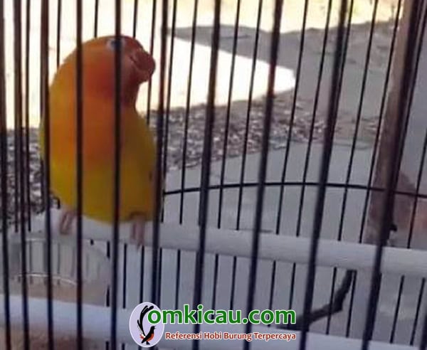lovebird jawara