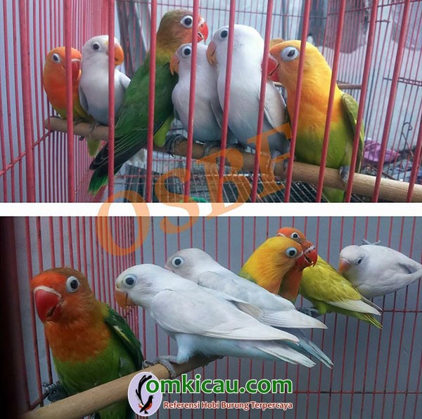 cara beternak burung lovebird