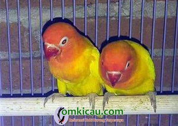 Nabylah Fitriani Bird Farm