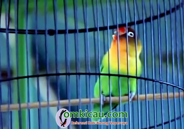 Lovebird Golden Boy