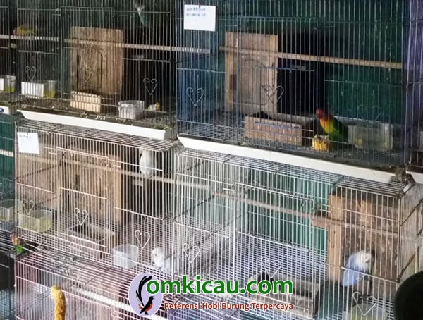 ternak lovebird