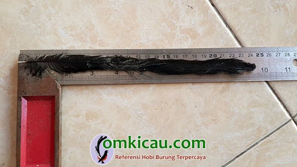 breeding murai batu