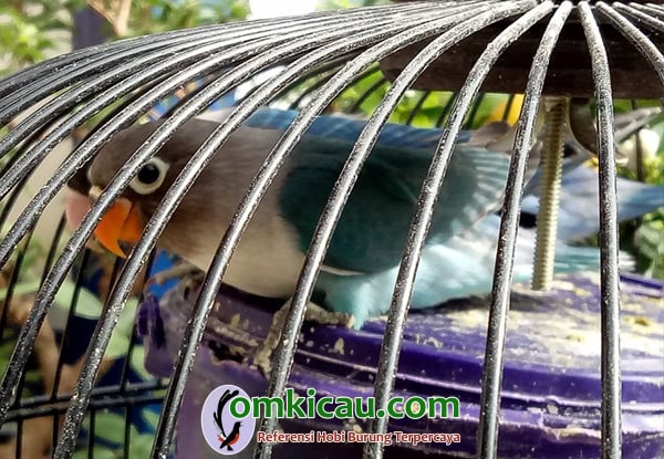 breeding lovebird