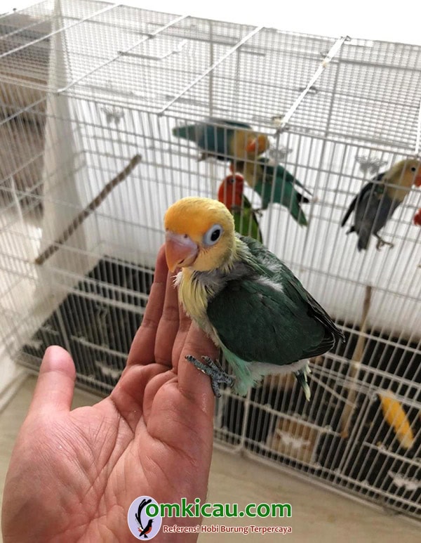 Perawatan lovebird warna