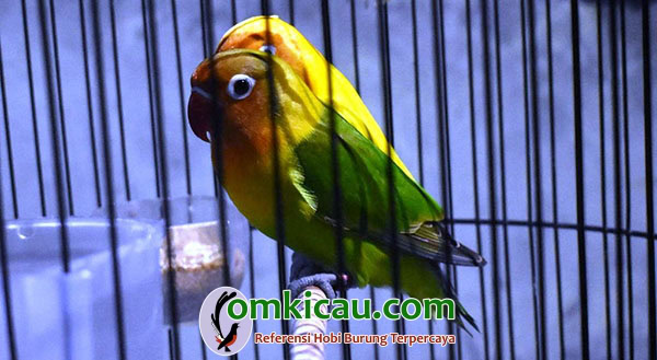 Lovebird kidz Ranger