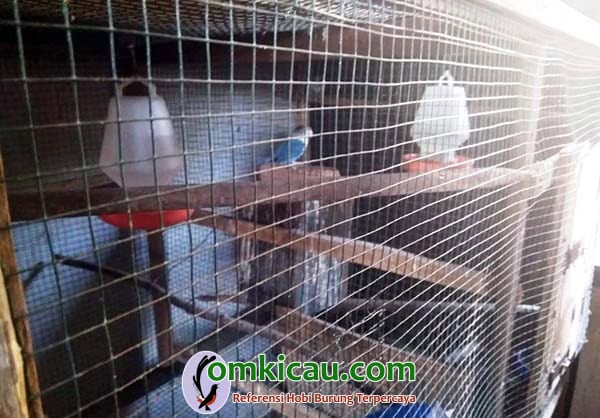 breeding lovebird
