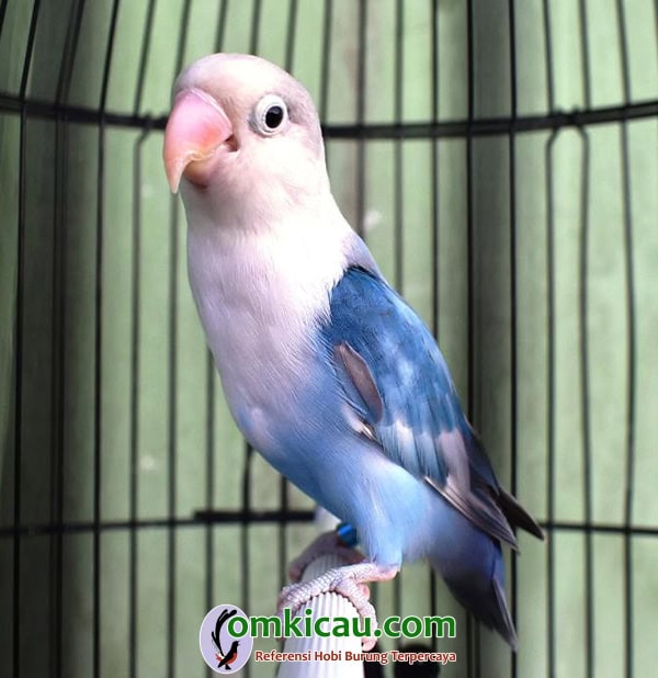 Lovebird Seler