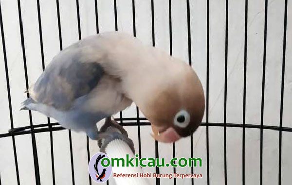lovebird Pabro